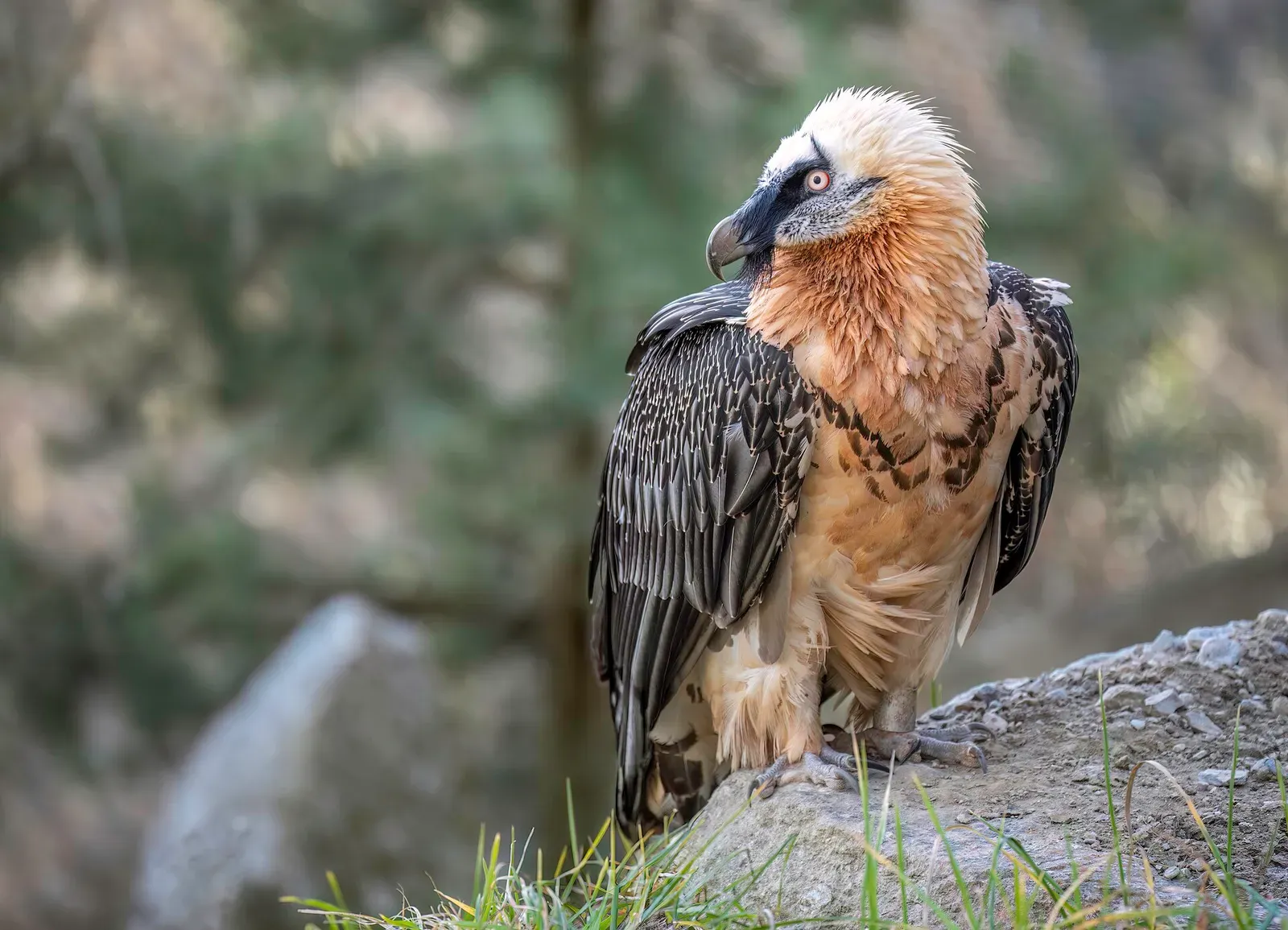 Gypaetus barbatus in Alpenzoo Innsbruck