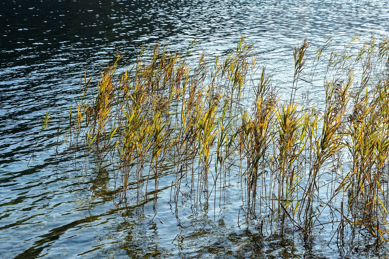 Common reed ( Phragmites australis ) at the Erlaufsee , Mitterbach am Erlaufsee , Lower Austria